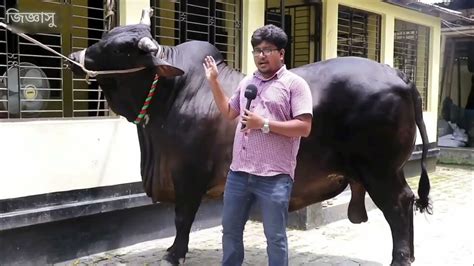 এবারের ঈদের সবচেয়ে বড় ৫টি গরু হাট কাপাঁনো সেরা গরু পর্ব ২০ Youtube