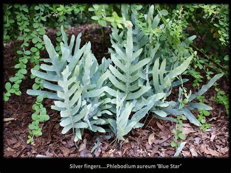 Blue Star Fern Care How To Grow Phlebodium Aureum Artofit