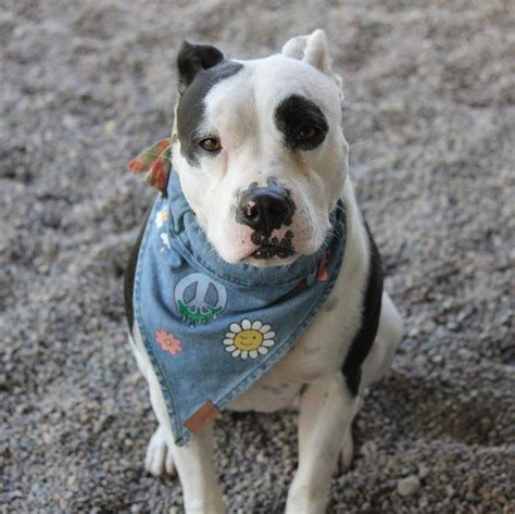 Winona Area Humane Society | Winona MN