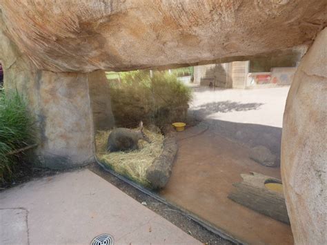 Capybaras In Their Hot Bath In Japan S Nagasaki Biopark Artofit
