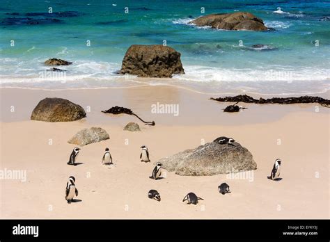 south africa boulders beach penguins colony stock photo alamy