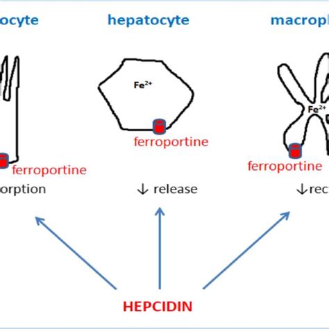 Hepcidin Synthesis And Its Effect On Ferroportin During Inflammation