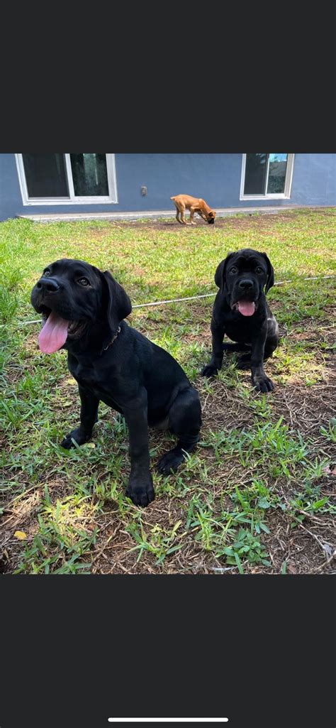 Cane Corso Puppies For Sale - AKC PuppyFinder