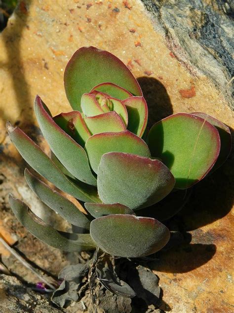 Purple Crassula From Loerkop Greyton 7233 South Africa On August 31 2023 At 09 12 Am By Klaus