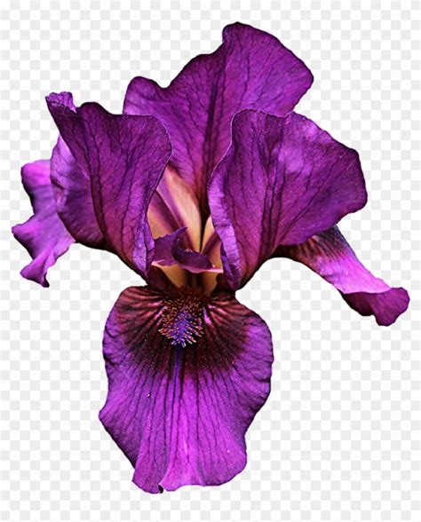 Iris Flower Png - Purple Iris Clip Art Transparent Png (#1413308) - PikPng