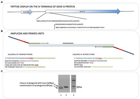 Frontiers Next Generation Sequencing Of A Combinatorial Peptide Phage