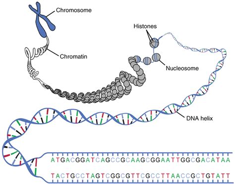 nucleus  dna replication anatomy  physiology