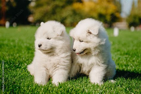 Samoyed puppies on the grass Stock Photo | Adobe Stock