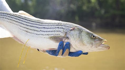 2023 Roanoke River Striper Season Announced Carolina Sportsman