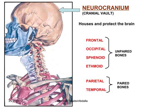 Anatomy of the Skull | PPT