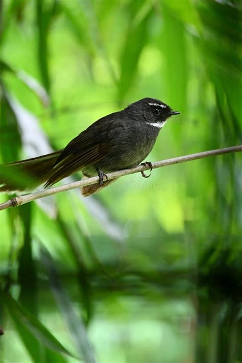 Vertical Closeup Of A White Throated Fantail Bird Perched On A Thin