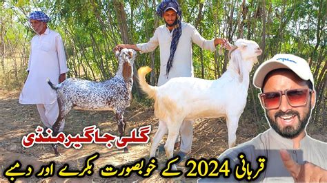 Khubsorat Desi Bakray Qurbani Bakra Mandi Gali Jageer Update May