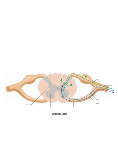 NS Anatomy: Sensory & Motor Neurons Diagram | Quizlet