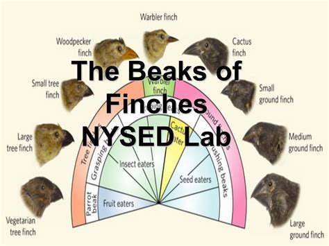 Beaks Of Finches Lab Pdf