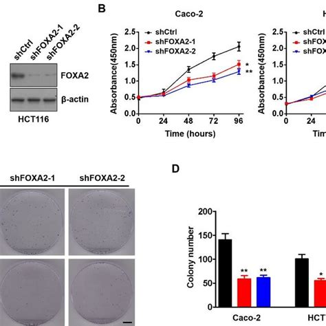 FOXA2 Knockdown Suppresses CRC Cells Proliferation A Western Blot