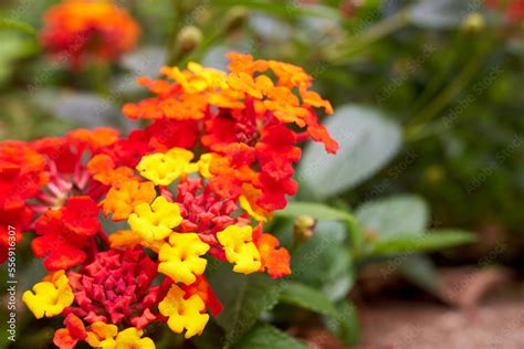 Orange And Yellow Lantana Flower Blossom Lantana Camara Common