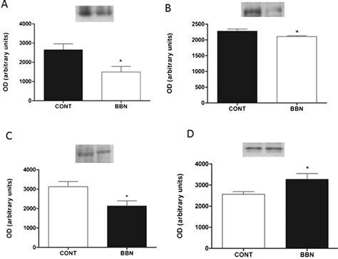 P Akt A P Mtor B P S6k1 C And P 4ebp1 D Expression Evaluated Download Scientific