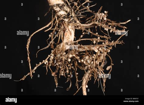 Rhizobium