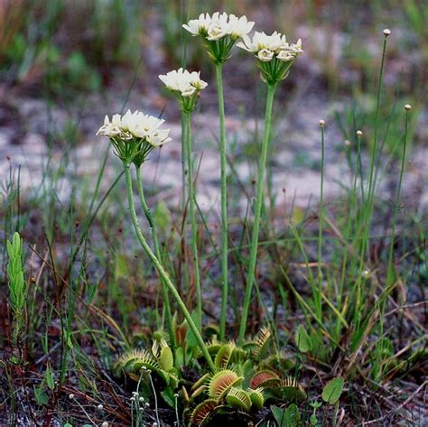 Venus Flytrap Flower Essence – Bane Folk