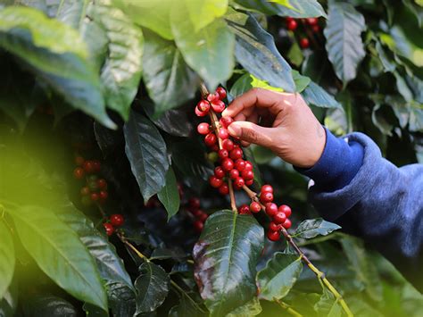 ARABICA COFFEE PLANTATION, MOUNT MERU