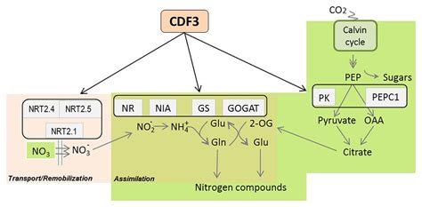 Frontiers The Arabidopsis Transcription Factor Cdf Is Involved In