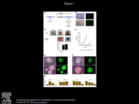 Up Regulation Of Pi Kinases And The Activation Of Pi K Akt Signaling