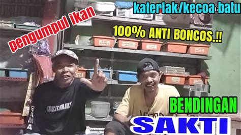 Bendingan Pengumpul Ikan Anti Boncos GT Lele Media Katerlak Kecowa