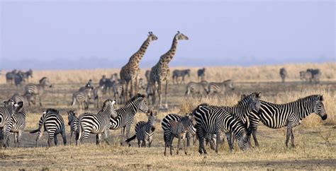 Chada Camp In Katavi National Park Tanzania