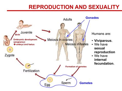 Human reproductive systems 1 | PDF