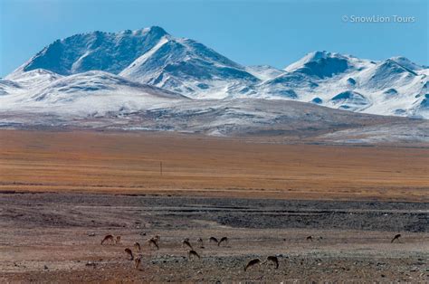 Mountains In Tibet Tibet Trekking Tours SnowLion Tours