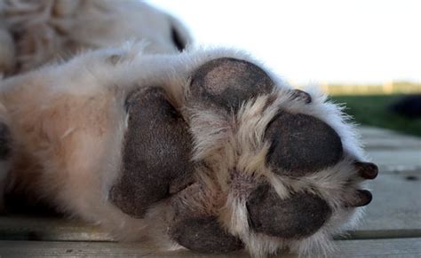 Comment Soigner Un Coussinet Dune Patte De Chien Mamansanta