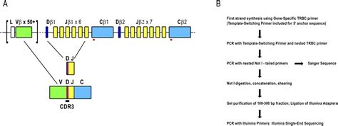 Profiling The T Cell Receptor Beta Chain Repertoire By Massively Parallel Sequencing