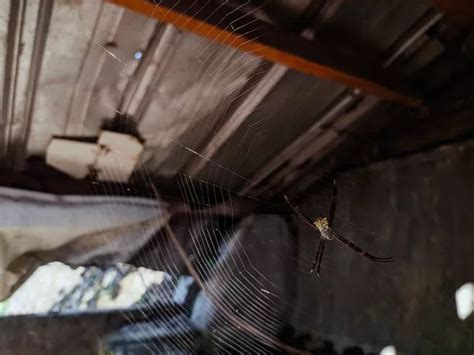 Warning As Giant Spider Invading Homes Early This Year As Experts Share Chalk Hack Daily Record