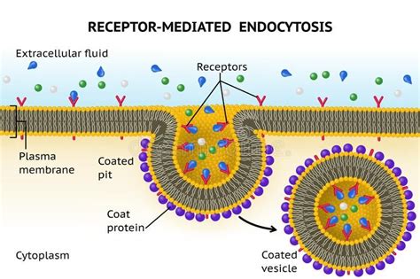 Receptor-mediated endocytosis. Includes membrane proteins called receptors that , #AD, #Includes ...