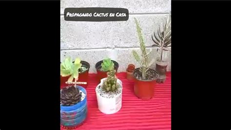 Como Reproducir Cactus Por Esquejes Corte E Hijos Super Facil Youtube