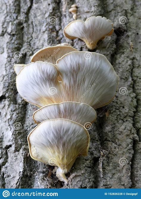 Pleurotus Ostreatus The Pearl Oyster Mushroom Or Tree Oyster Mushroom