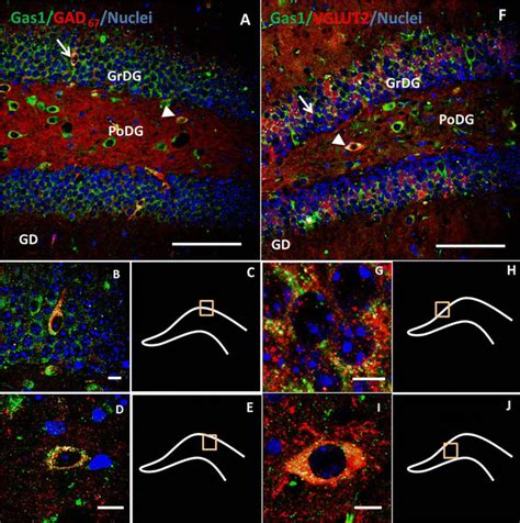 Gas1 Found In Gabaergic And Glutamatergic Neurons In The Dentate Gyrus