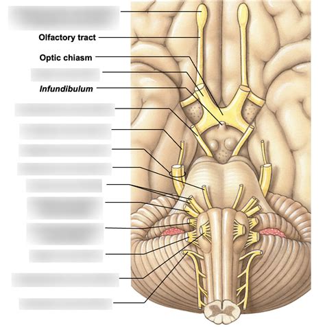 Anatomy 1 Lab 10 Cranial Nerves Diagram Quizlet