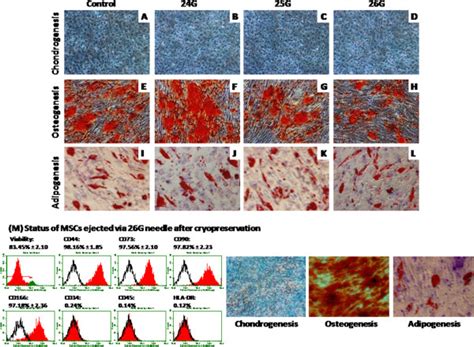 Differentiation Studies Multilineage Differentiation Potential Of