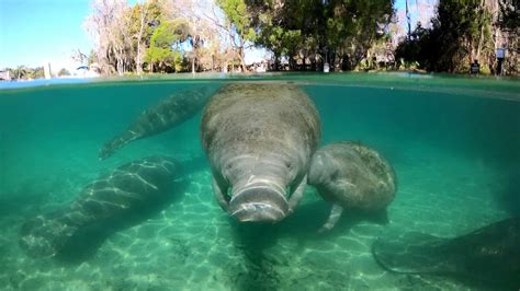 Manatees Time To Learn More About These Amazing Creatures