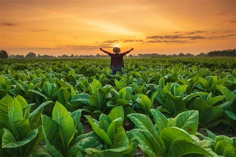 Granjero asiático que trabaja en el campo del árbol del tabaco extendió