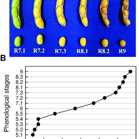 Physiological Characterization Of Soybean Seed Maturation A