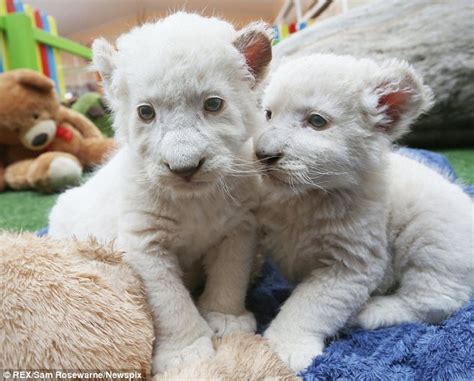 Rare White Lion Cubs Born at an Australian Zoo!