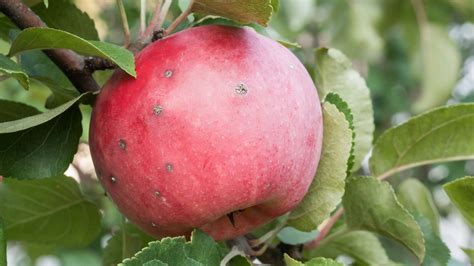 Apple Scab Treatment And Management Mehrabyan Nursery