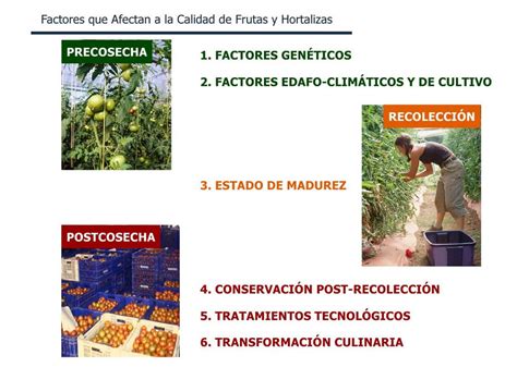 Operaciones De Cosecha Y Poscosecha De Frutas Y Hortalizas Blogacp