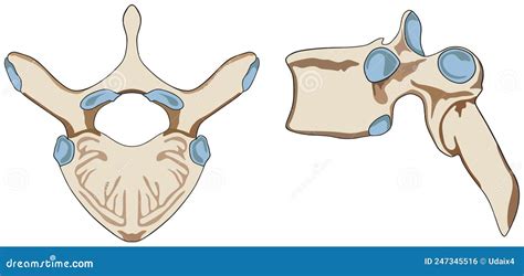 Anatomy Of Human Vertebra Structure Infographic Diagram Vector