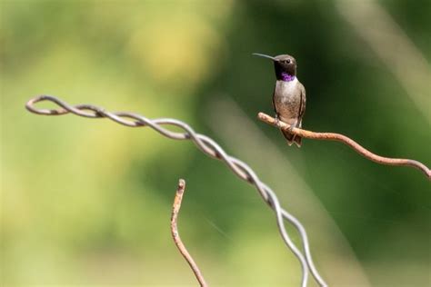 Eight Species Of Spectacular Hummingbirds —southeast Arizona June 2019