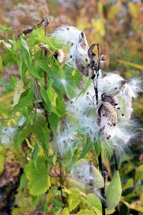 Milkweed Seed Pods Photograph By Jim West Pixels