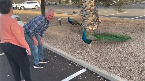 Peacocks At Sahuaro Ranch Glendale Az Youtube