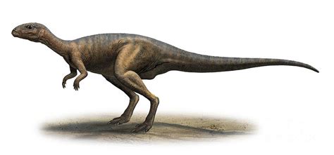 Ornithopods - Dinosaurs with Joshua